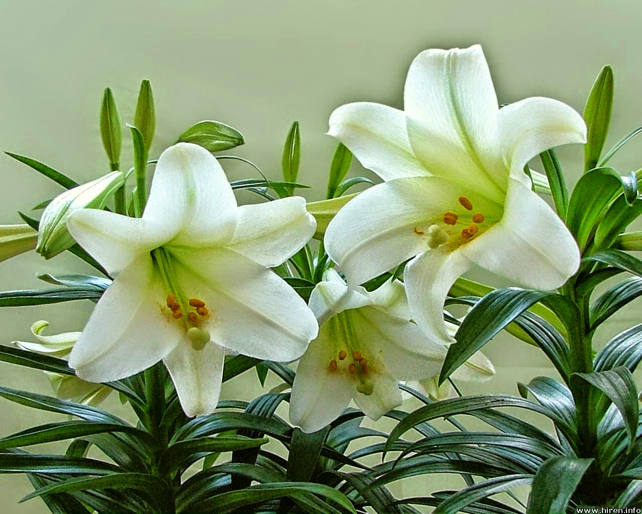 Hoa Ly trắng
