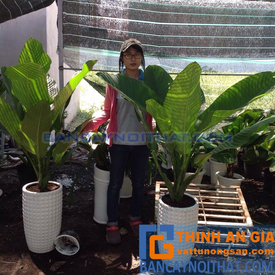 CÂY ĐẠI PHÚ GIA phong thủy đem lại tài lộc thịnh vượng Mua cây Đại