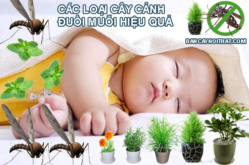 cay%20canh%20duoi%20muoi.png