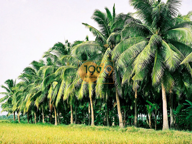 Cây dừa được tận dụng từ gốc tới ngọn.