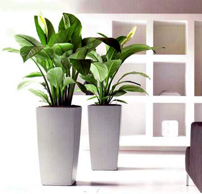 Hóa Giải Phong Thủy - Khám Phá Bí Quyết Tạo Dựng Cuộc Sống An Lành