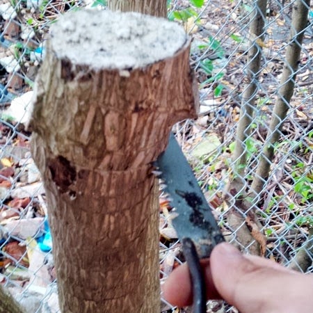cắt cây bằng dao