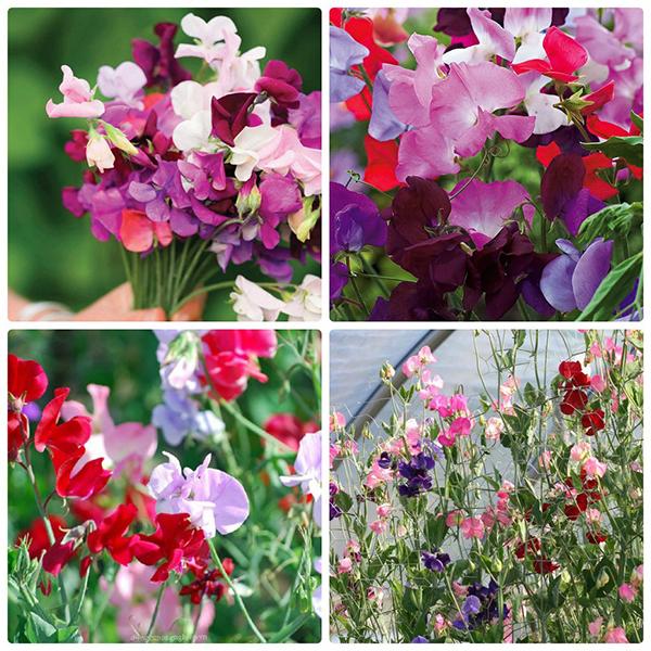 Một số hình ảnh hoa Hương Đậu sắc màu