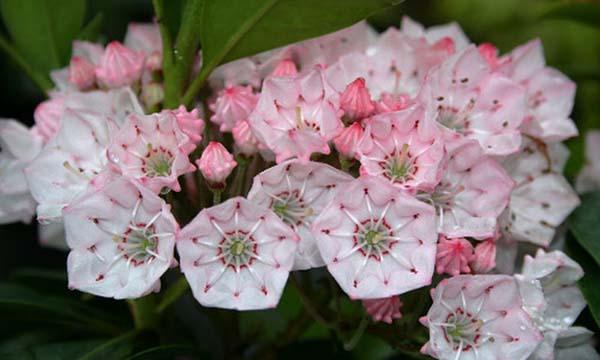 Hoa Nguyệt Quế ngã hồng phấn rất đẹp