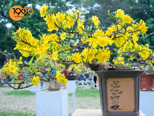 cây hoa mai vàng bonsai dáng cong uốn đẹp ngày tết