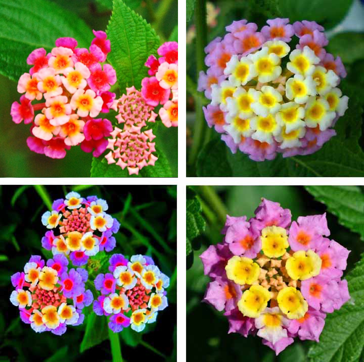  Hoa Ngũ Sắc - Loài hoa nở bốn mùa