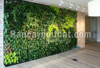 Các loại cây trồng trên tường đứng - tường xanh tốt nhất