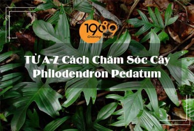 Từ A-Z Cách Chăm Sóc Cây Trầu Bà Philodendron Pedatum
