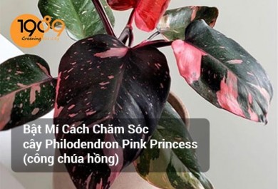 Bật Mí Cách Chăm Sóc cây Philodendron Pink Princess (công chúa hồng)
