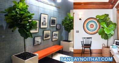 Những Thiết kế nội thất hiện đại với cây bàng Singapore (bàng Thái)